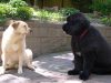 large_dog_breeds_640x420.jpg