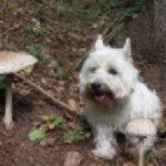 dog in the woods looking at mushrooms