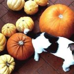 Pumpkin dog treat recipes