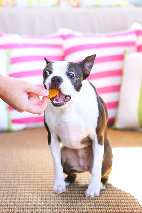 pumpking dog treat recipes