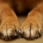 paws