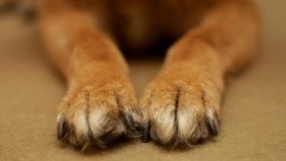 paws