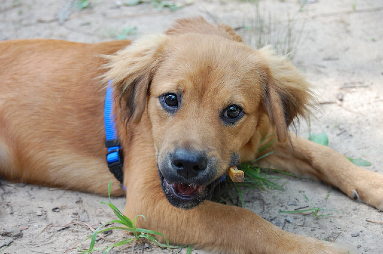 puppy eating poop