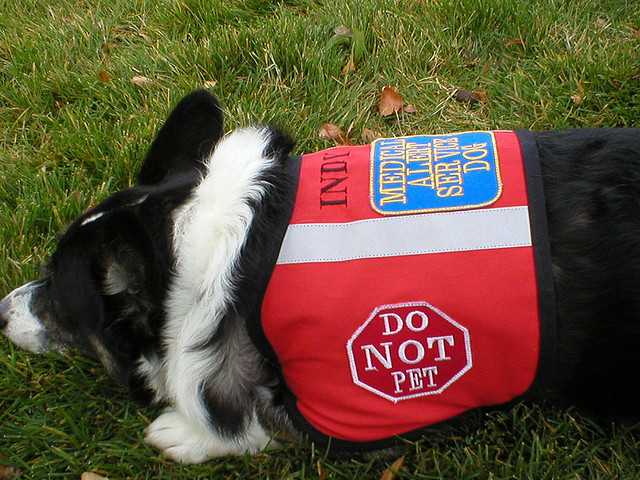 service dog vest