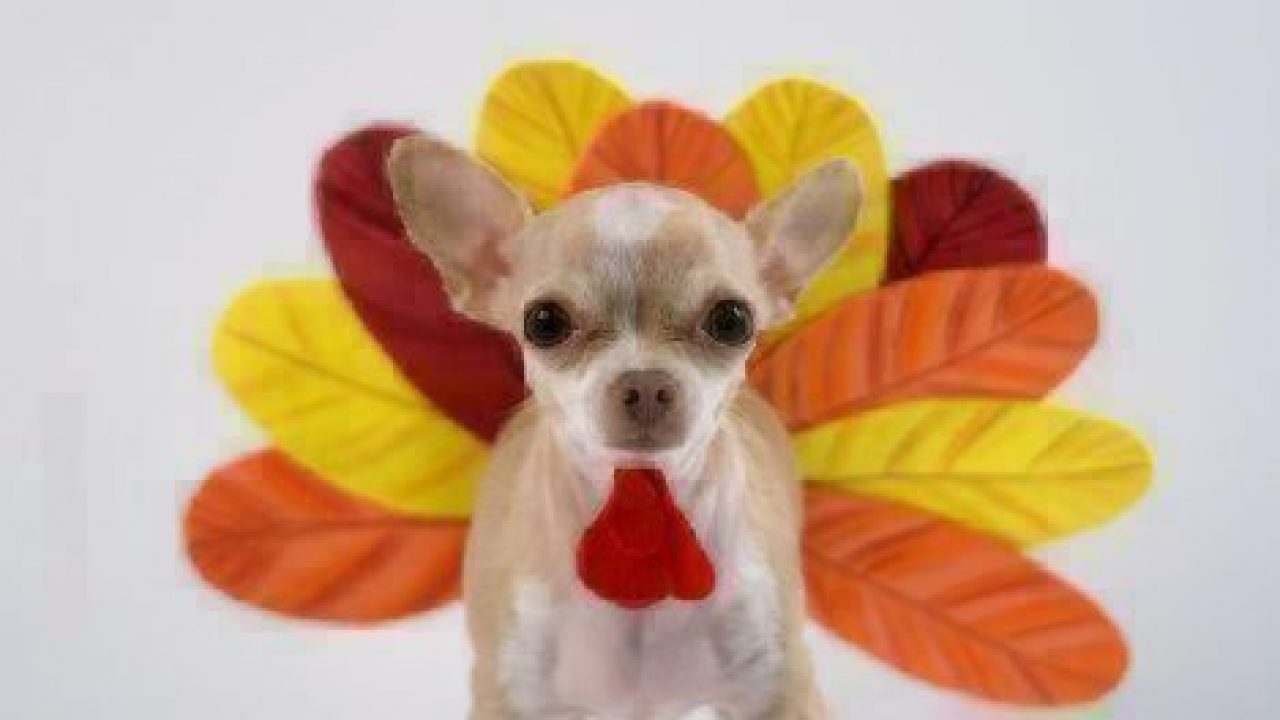 Dog dressed like a turkey