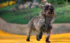 scruffy dog from Wizard of Oz