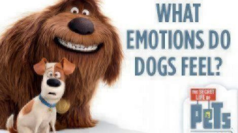 what-emotions-do-dogs-feel